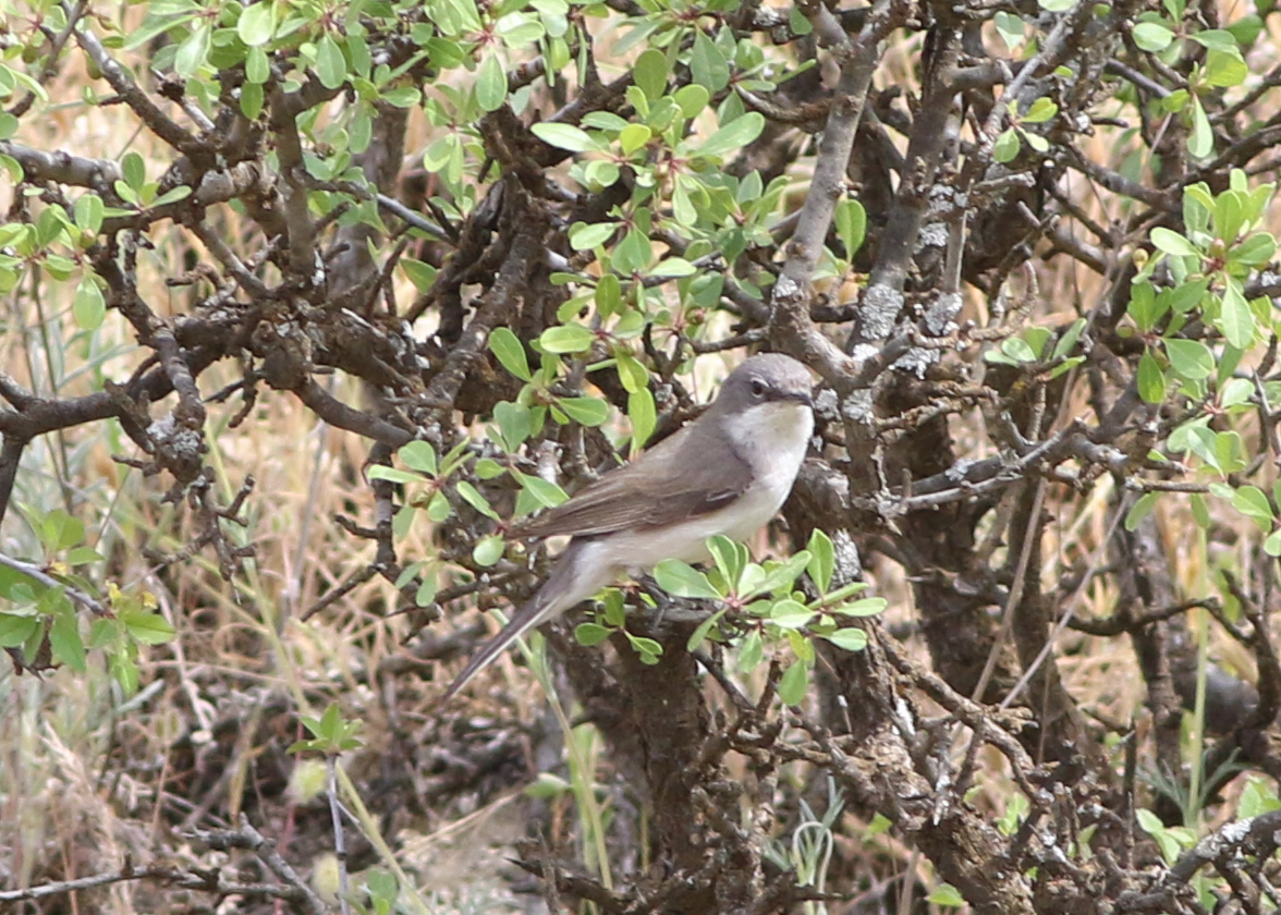 Eastern Orphean Warbler